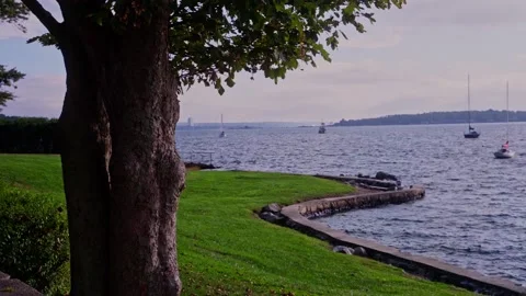 Tree Along The Water Stock Footage 196741233