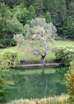 Tree alps eternity grass infinity loneliness Foto stock