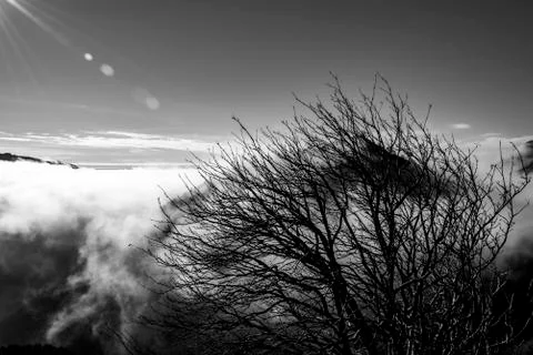 Tree in the alps one Stock Photos