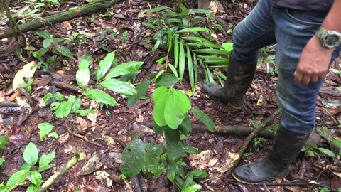 Tree in Amazon Jungle Writing Indigenous Knowledge Plant Use Leaf Message Help Stock Footage 132095529