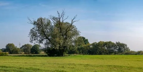 Tree among fields and path in western Poland with bright colors Stockfoto's