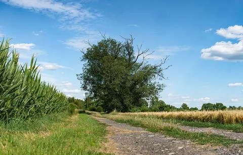 Tree among fields and path in western Poland with bright colors Фото