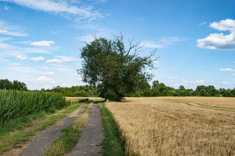 Tree among fields and path in western Poland with bright colors Foto stock