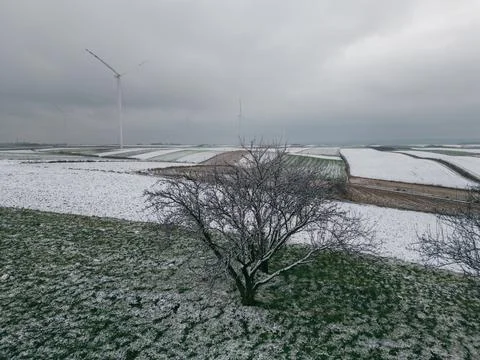 A tree among the first snow in the fields, in the background a wind farm in.. Stock Photos