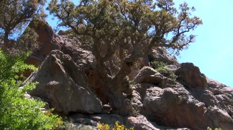 Tree among stones Stock Footage 51034347