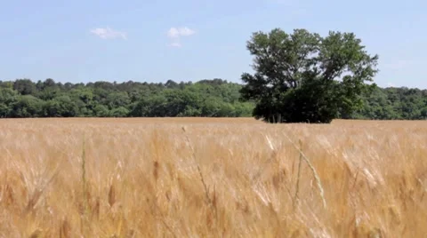 Tree among wheat Stock Footage 7769234