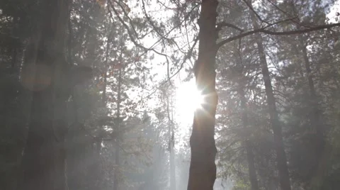 Tree amongst smoke with sun and lens flare Stock Footage 56324345