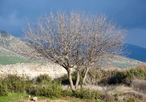 The Tree in Ancient City Stock Photos