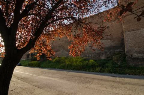 Tree by ancient city walls, empty streets, coronavirus outbreak, Rome Italy Stock Photos