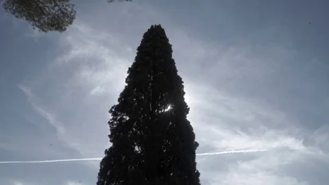 Tree in an ancient Roman road, with stone flooring Stock Footage 73984668
