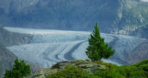 Tree and Aletsch Glacier in background - Shot on RED at 5K Stock Footage 79316503