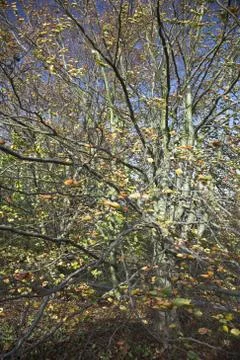 Tree and autumn leaves pattern Stock Photos