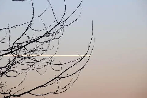 A tree and as a background the sky during sunset and the trace of plane. Stock Photos