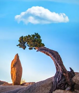 Tree and balancing rock in Joshua Tree National Park, California Stock Photos