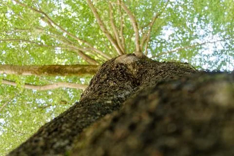 Tree and Bark Stockfoto's