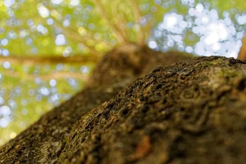 Tree and Bark Stockfoto's