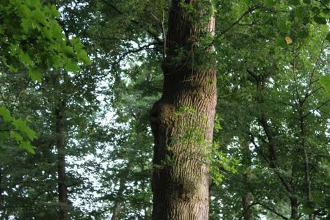 Tree and bark Stock Photos