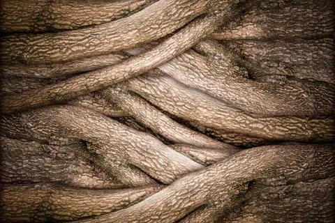 Tree and bark texture Stock Photos