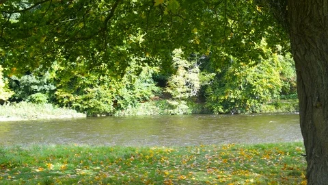 Tree and Beautiful River in Autumn in Scotland Stock Footage 87197800