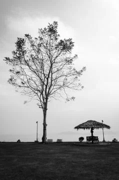 Tree and bench in black and white Stock Photos