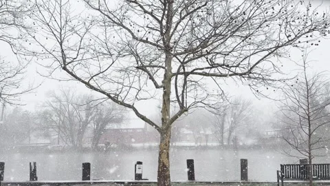 Tree and bench collect snowflakes drifting slowly down on this waterfront park Stockbeeldmateriaal 334802490