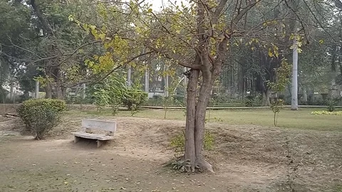 Tree and bench Stock Footage 146378217