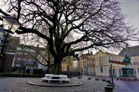 Tree and bench in front of royal palace the Hague Stock Photos