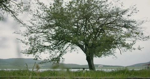 Tree and bench lakeside Stock Footage 263921984