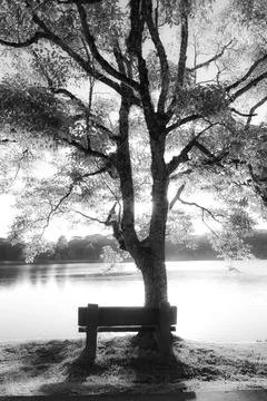 Tree and bench lined up in front of a beautiful sunny lake Stock Photos