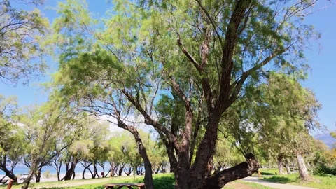 Tree and bench by seaside trails in large park Stock Footage 308935157