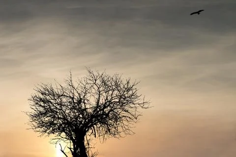 Tree and bird 스톡 사진