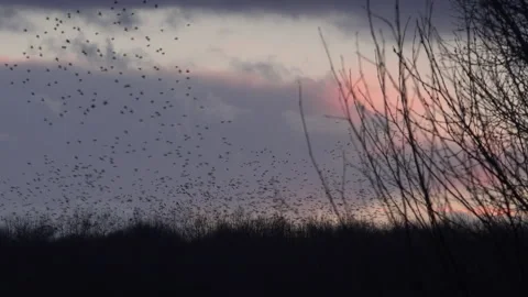 Tree and birds flying in the evening light England awesome nature UK 4K Video stock 204932013