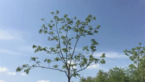 Tree and blowing wind Video stock 131248514