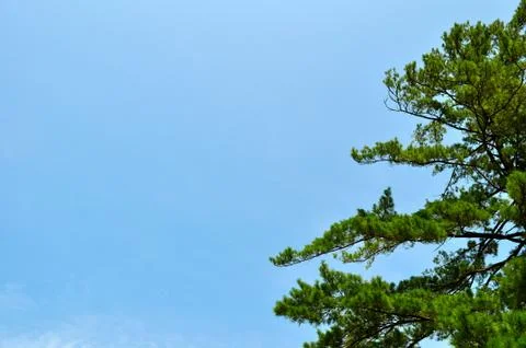 Tree and blue sky background-1 Fotos Stock