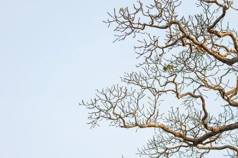 Tree and blue sky background Stock Photos