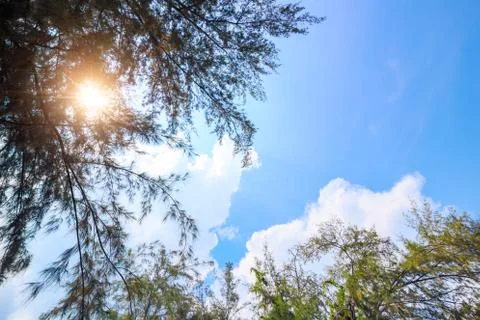 Tree and blue sky with cloud. Foto stock