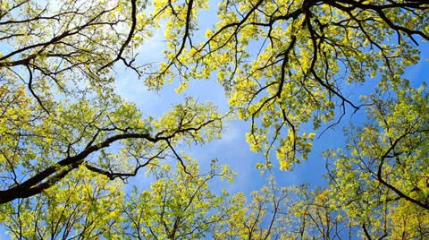 Tree and blue sky. Stock Footage 24865851