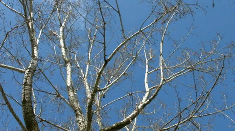 Tree and a blue sky Video stock 47774879
