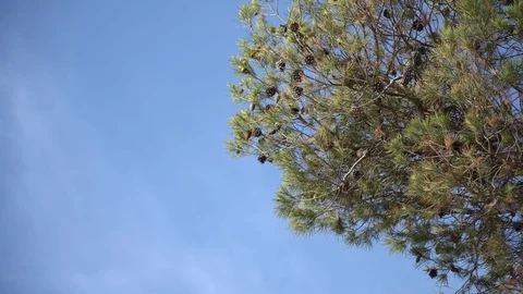 Tree and blue sky Stock Footage 127870498