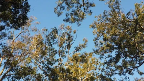 Tree and blue sky Stock Footage 129953988