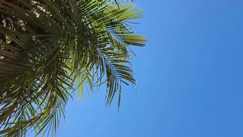 The tree and blue sky Stock Footage 148558734