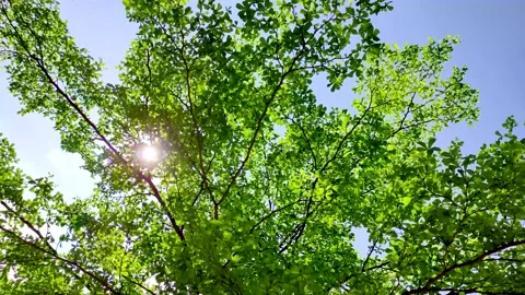 Tree and blue sky Stock Footage 155133588
