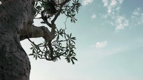 Tree and blue sky Stock Footage 209170714