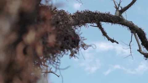 Tree and blue sky Stock Footage 209170814