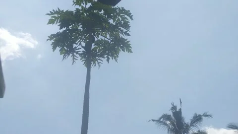Tree and Blue Sky Stock Footage 212527025