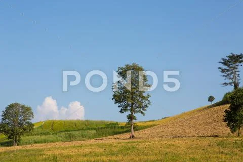 Tree and blue sky Stock Photos