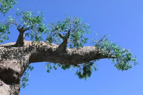 Tree and blue sky Stock Photos