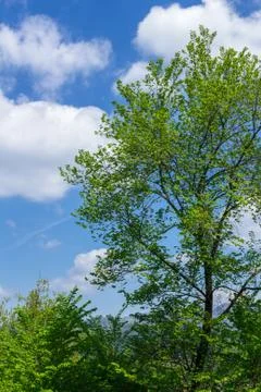 Tree and blue sky Stock Photos