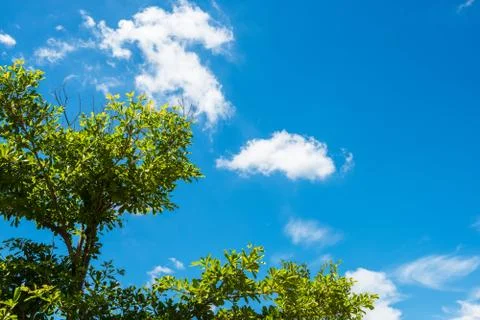 Tree and blue sky Stock Photos
