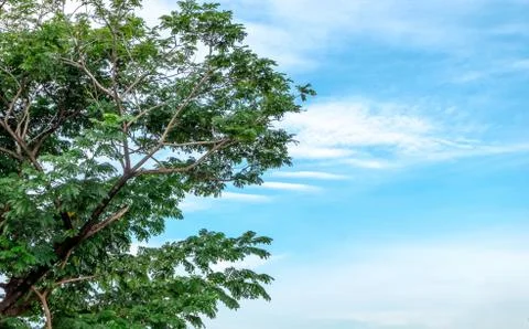 Tree and blue sky Stock Photos